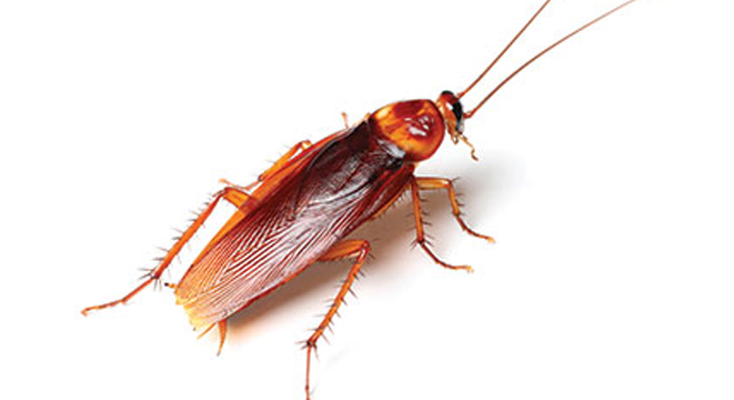 American Cockroach