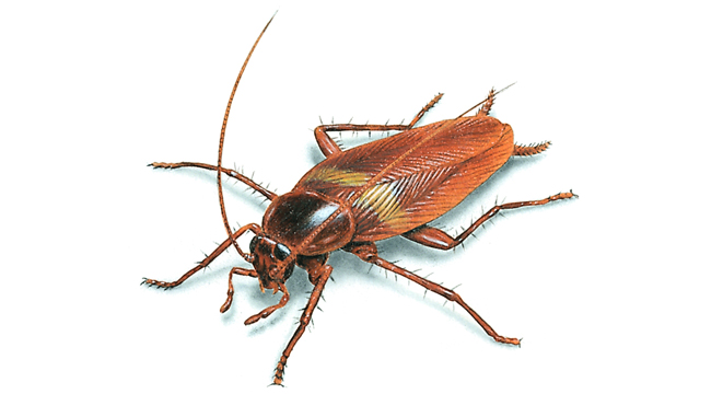 Brown Banded Cockroach