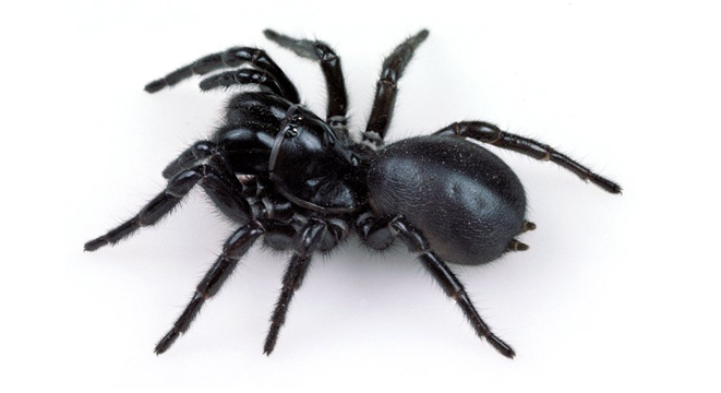 Funnel Web Spider