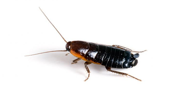 Oriental Cockroach