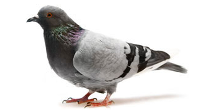 Pidgeon