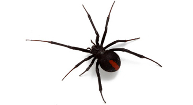 Redback Spider