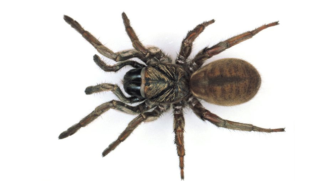 Trapdoor Spider 