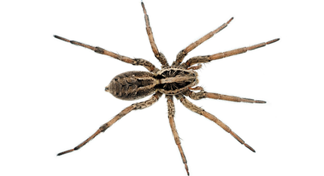 Wolf Spider